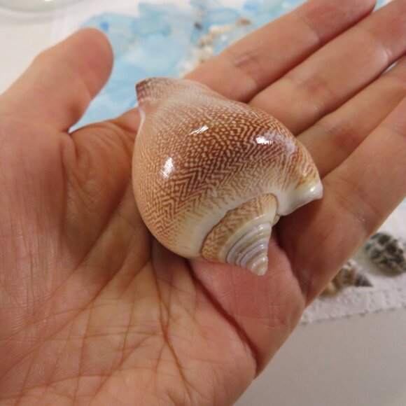 REAL sea shells & blue tumbled glass in NEW glass jar w seal & lid (+2 pounds) - Picture 9 of 16